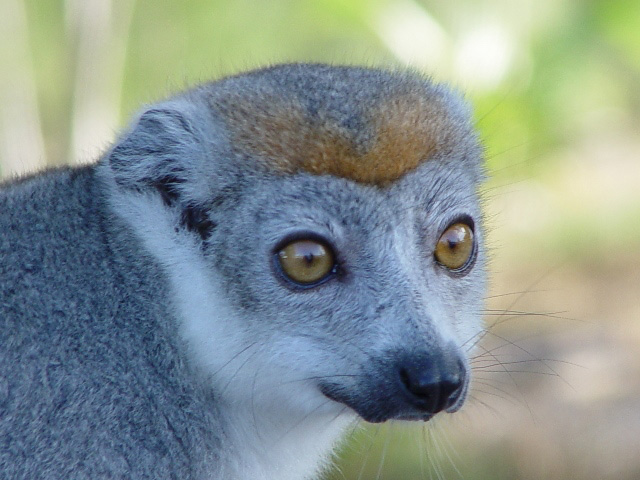 Lemuri